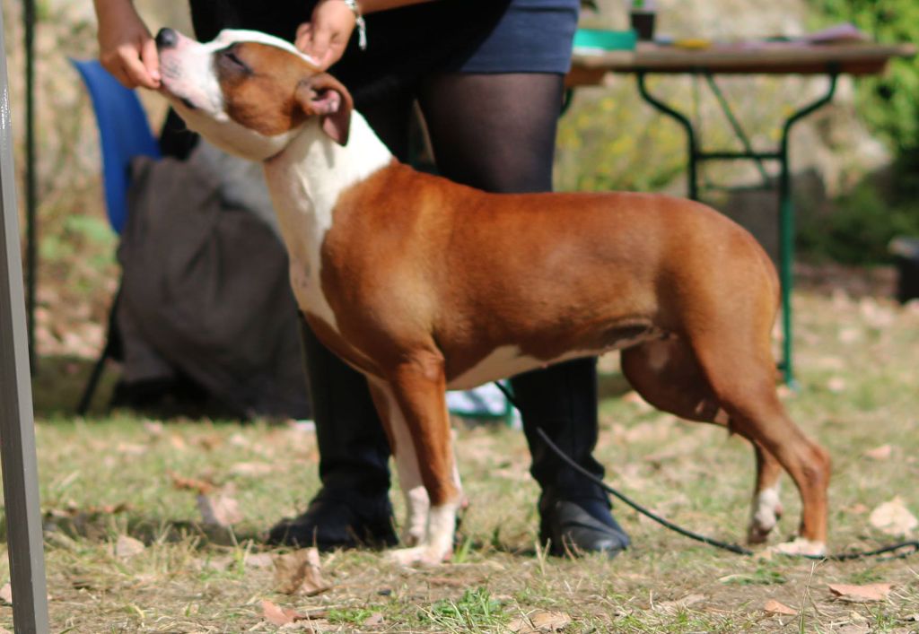 Mascara of Spartan Spirit